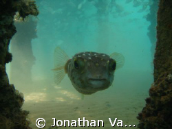 whot are you doing here by Jonathan Van-Wyk 